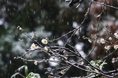 なごり雪