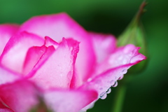 梅雨のバラ