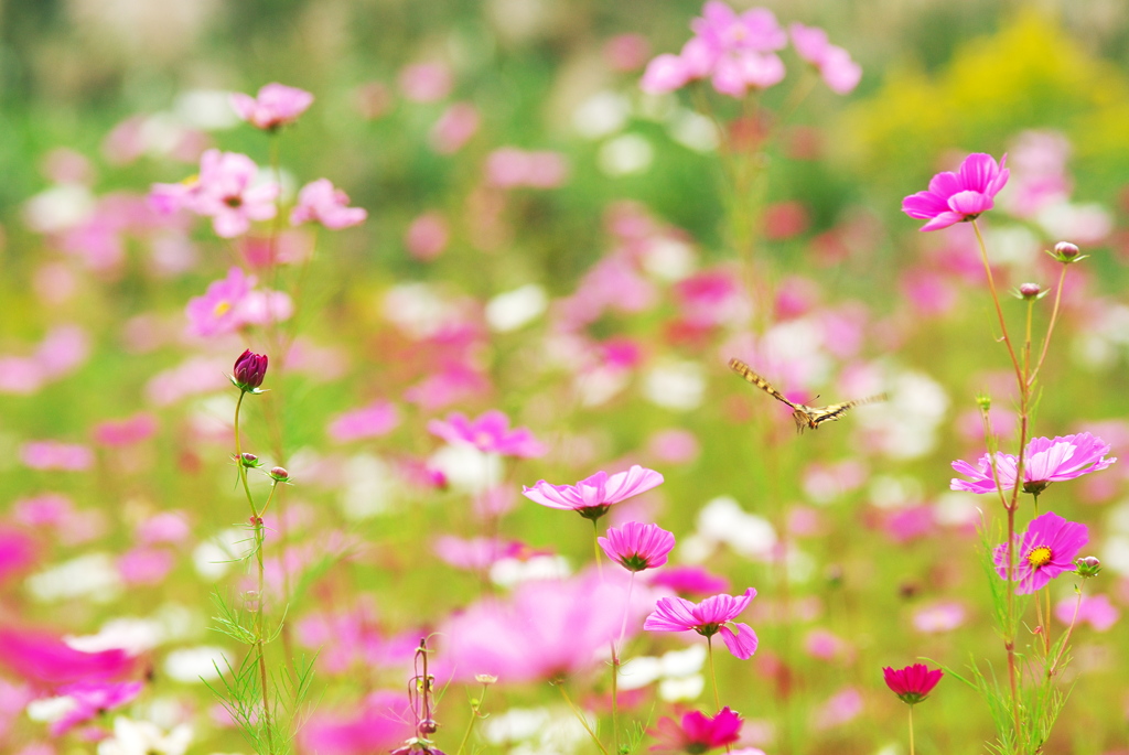 花から花へⅡ