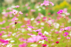 花から花へⅡ