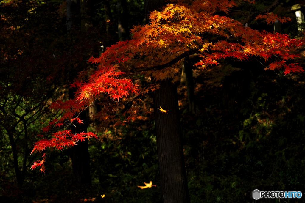 紅葉狩り