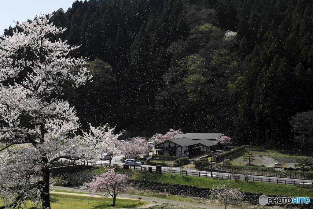 桜の舞