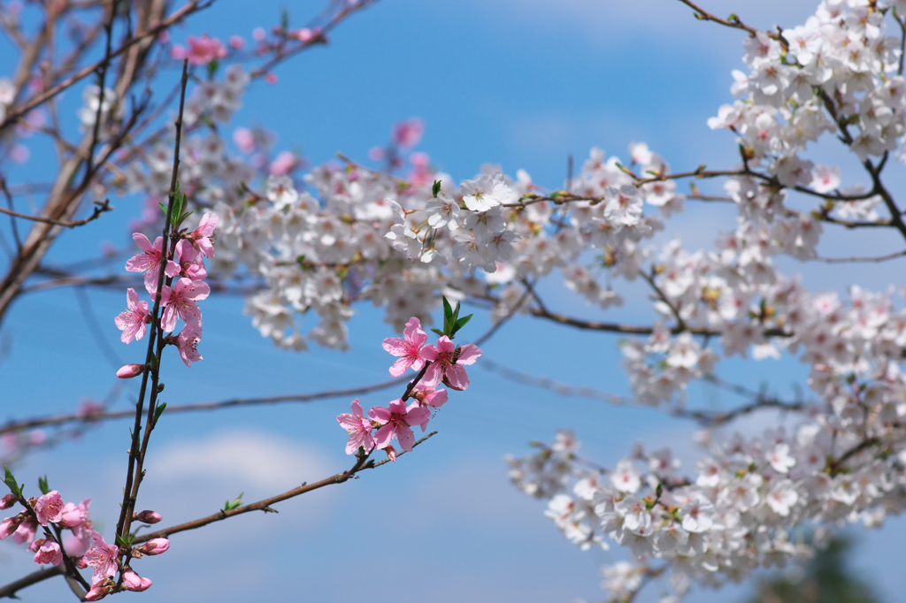 桃と桜