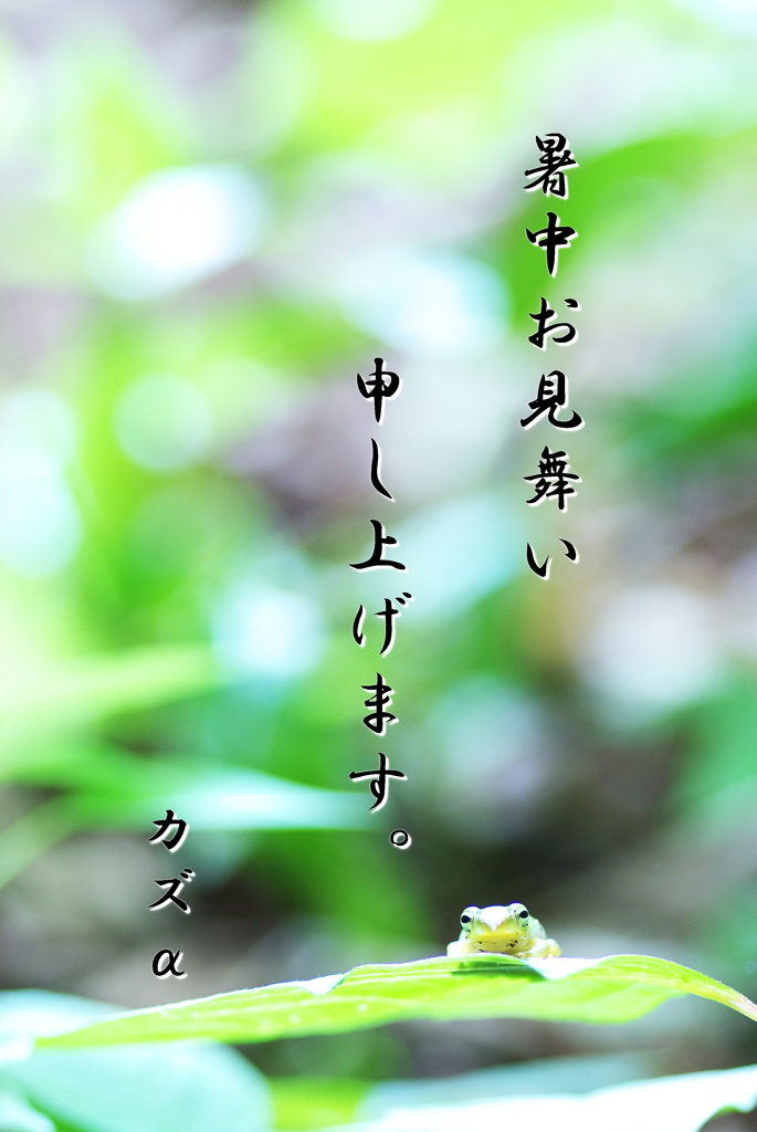 暑中見舞い