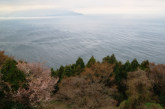海辺の葉桜