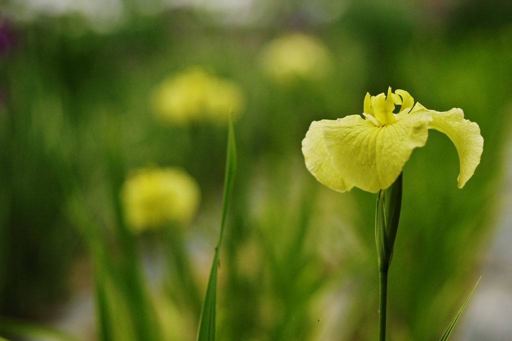 花菖蒲Ⅱ