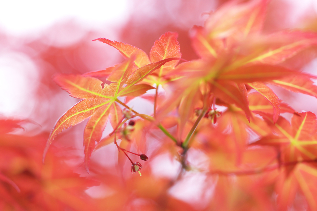 紅葉花Ⅰ・チシオモミジ