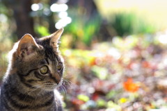 猫の紅葉狩り