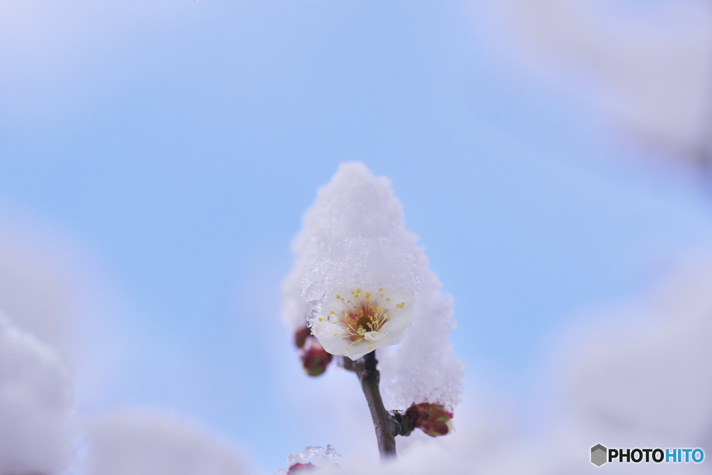 ３月の雪