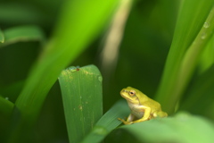 見つめる