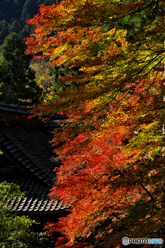 紅葉狩り