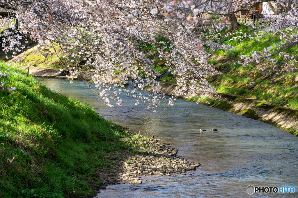 カモさんと桜