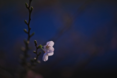 我が家の開花宣言