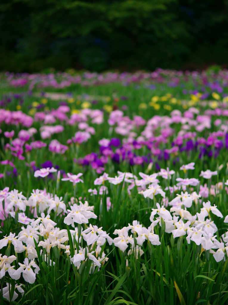 花菖蒲Ⅲ