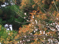 梅・雪・花粉