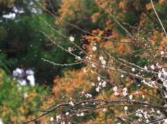 梅・雪・花粉