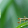 カマキリ