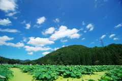 そうだ花蓮を撮りに行こう！