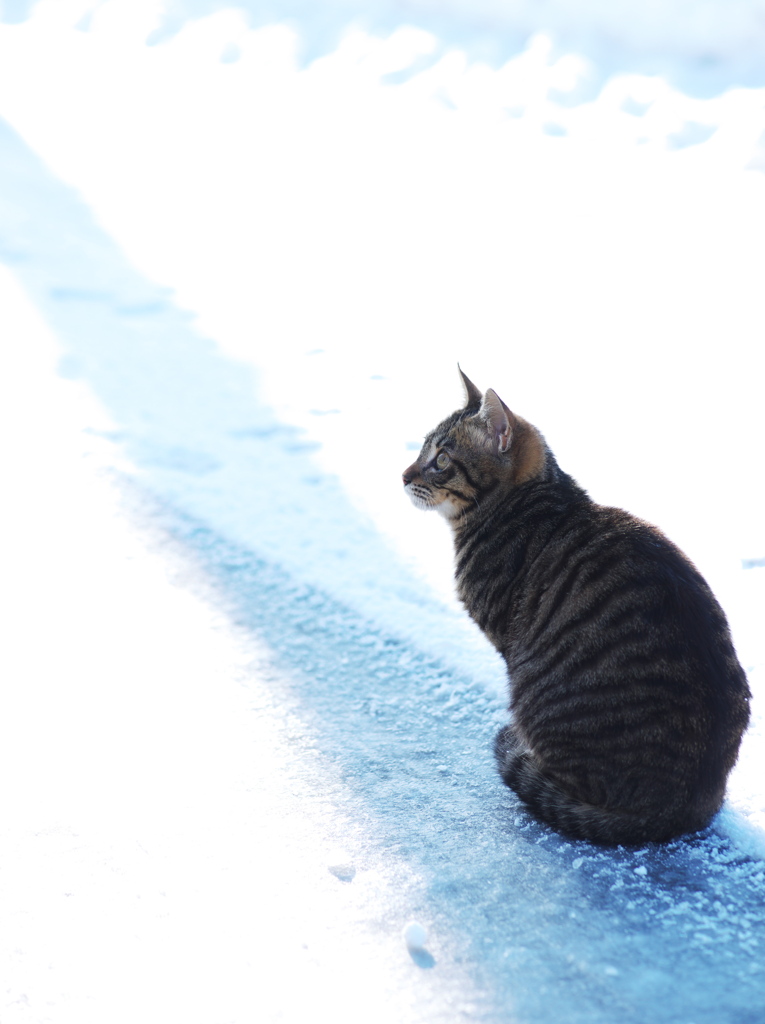 雪上散歩