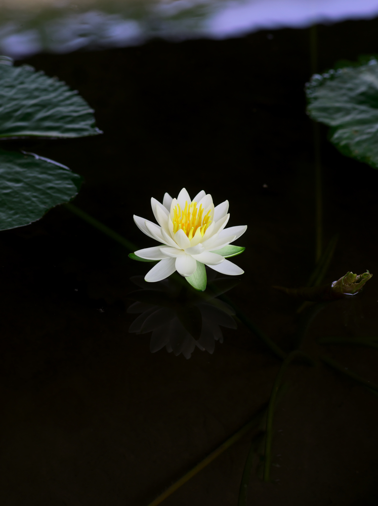 陰に咲く