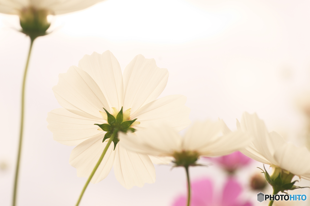 秋桜・曇り空の白