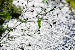 ひっつき虫