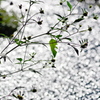 ひっつき虫