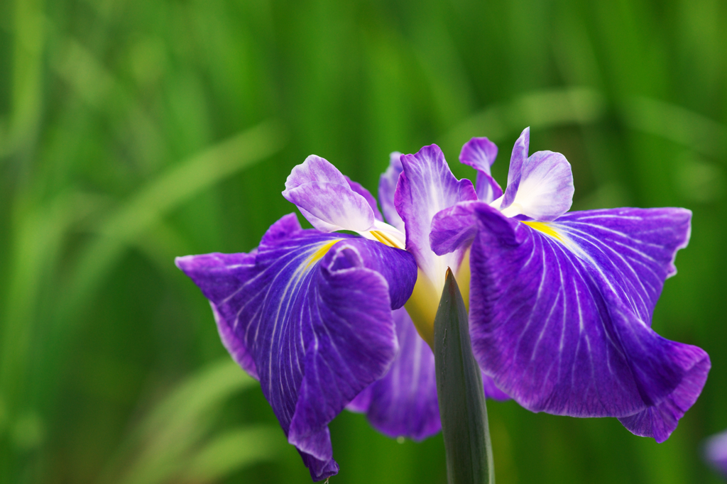 花菖蒲Ⅴ