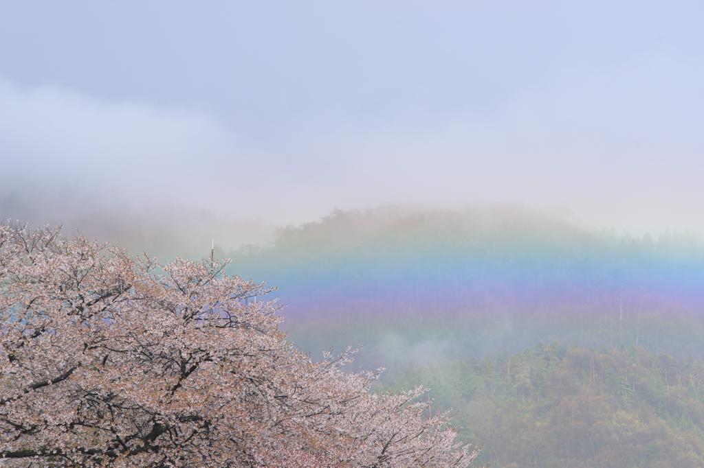 虹桜Ⅰ