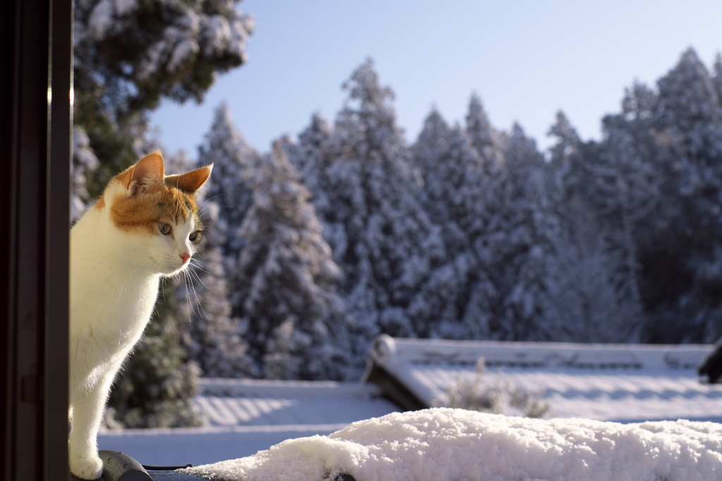 発情と三月の雪