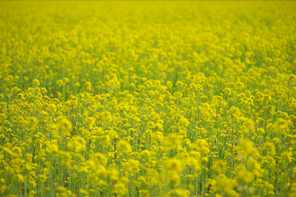 菜の花畑