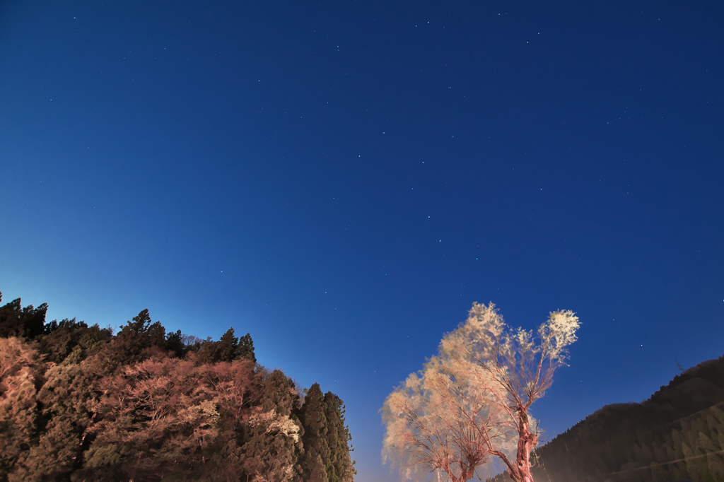 桜と北斗七星