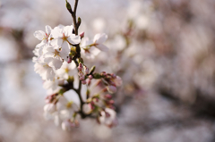 桜咲くⅠ