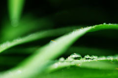 梅雨明け前の輝き