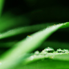 梅雨明け前の輝き