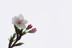 我が家の桜