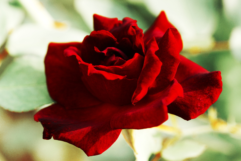 秋の赤薔薇