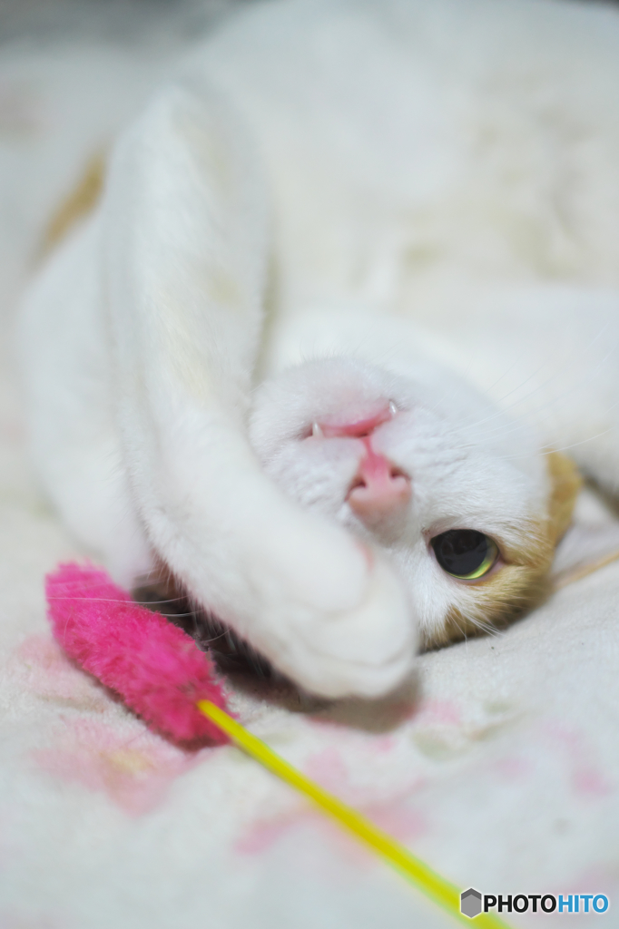 お転婆娘と猫じゃらし