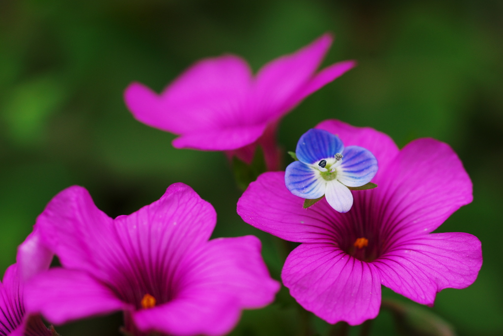 花と雑草