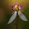 日陰の花