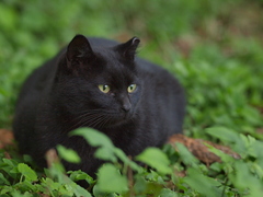 081018野良猫３