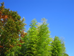 2008.11.19 昭和記念公園 