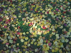 2008.11.19 落ち葉