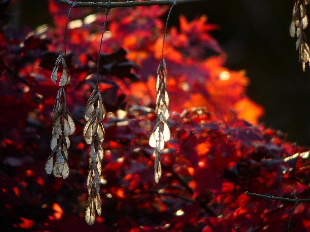 紅葉