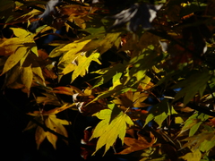 2008.11.19 昭和記念公園.. 