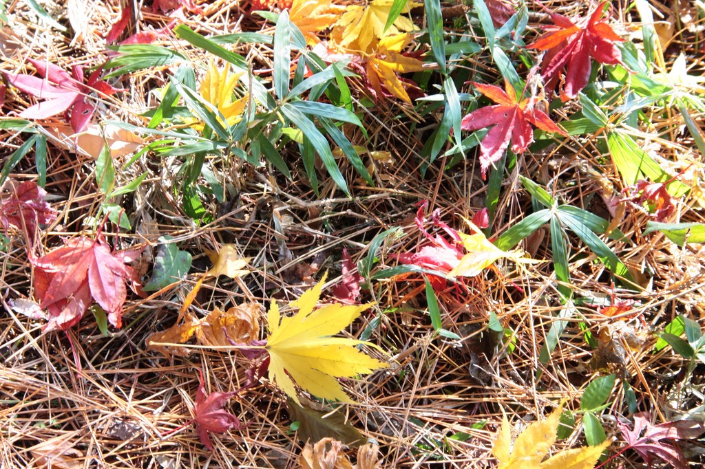 紅葉