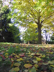 2008.11.19 昭和記念公園 