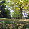 2008.11.19 昭和記念公園 