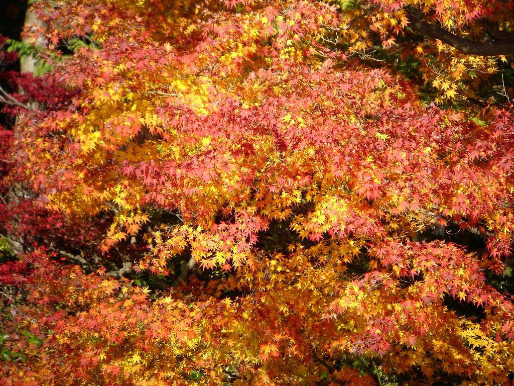 2008.11.19 昭和記念公園.. 