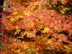 2008.11.19 昭和記念公園.. 